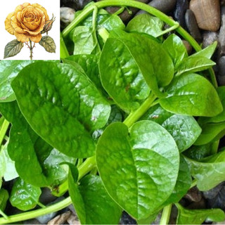 [ Sale] Hạt Giống Tốt Rau Mồng Tơi