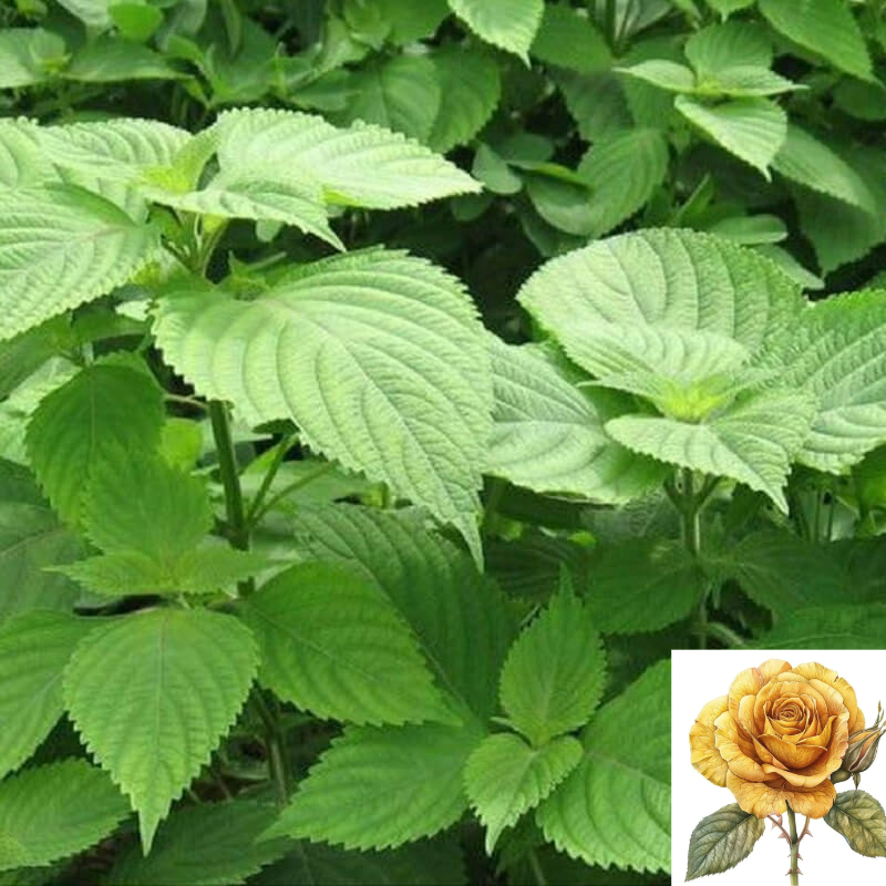 [ Sale] Hạt giống rau thơm kinh giới