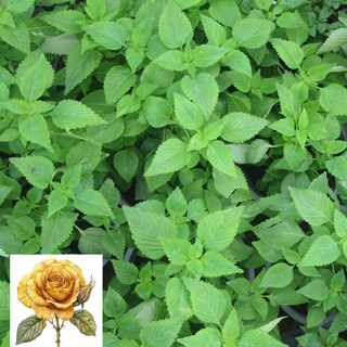 [ Sale] Hạt giống rau thơm kinh giới