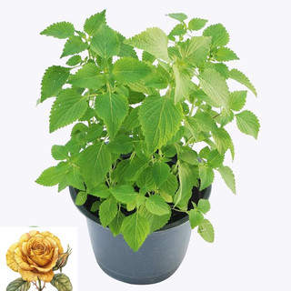 [ Sale] Hạt giống rau thơm kinh giới