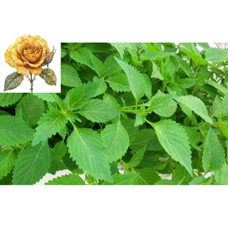 [ Sale] Hạt giống rau thơm kinh giới