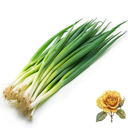 [ Sale] Hạt giống hành hương - hành lá