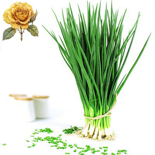 [ Sale] Hạt giống hành hương - hành lá