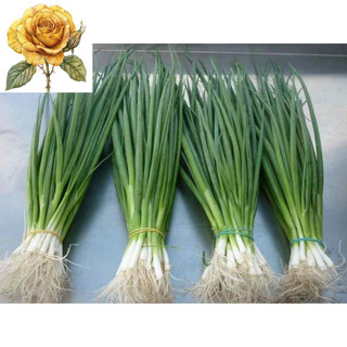[ Sale] Hạt giống hành hương - hành lá