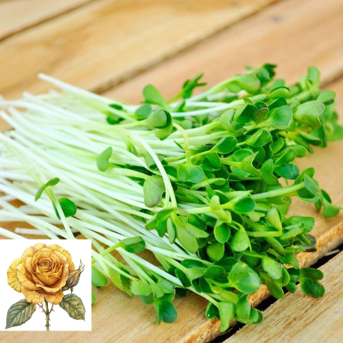[ Sale] Hạt giống rau cải mầm