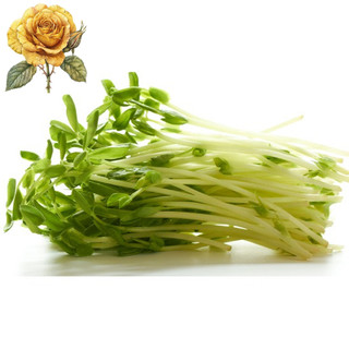 [ Sale] Hạt giống rau cải mầm