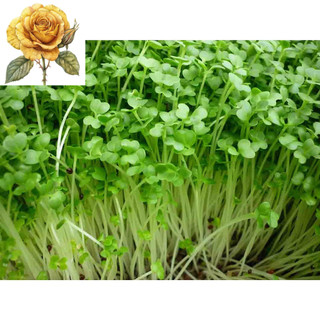 [ Sale] Hạt giống rau cải mầm