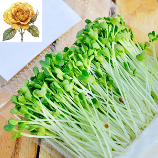 [ Sale] Hạt giống rau cải mầm
