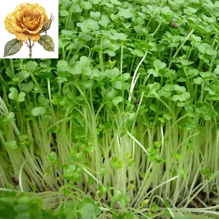 [ Sale] Hạt giống rau cải mầm