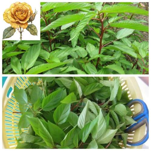 [ Sale] Hạt giống rau đay đỏ