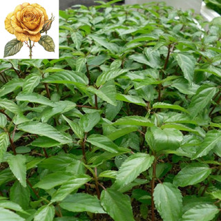 [ Sale] Hạt giống rau đay đỏ