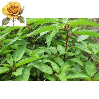 [ Sale] Hạt giống rau đay đỏ