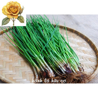 [ Sale] Hạt giống hành hương - hành lá