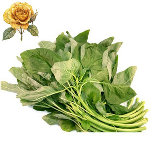 [ Sale] Hạt Giống Rau Dền