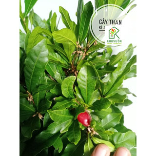 Cây Thần Kỳ cao 40-60cm( cây thần kì ăn trái đổi vị giác)