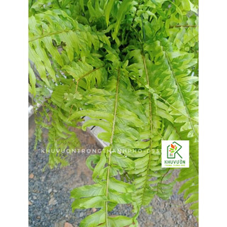 Cây dương xỉ treo tán rộng