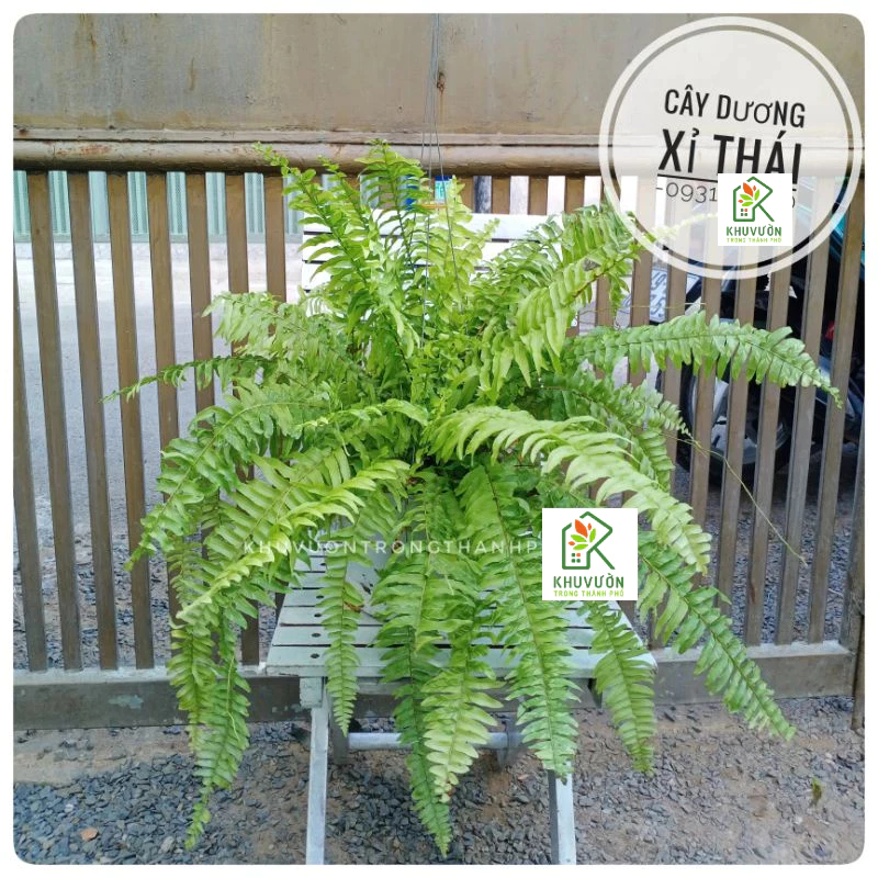 Cây dương xỉ treo tán rộng