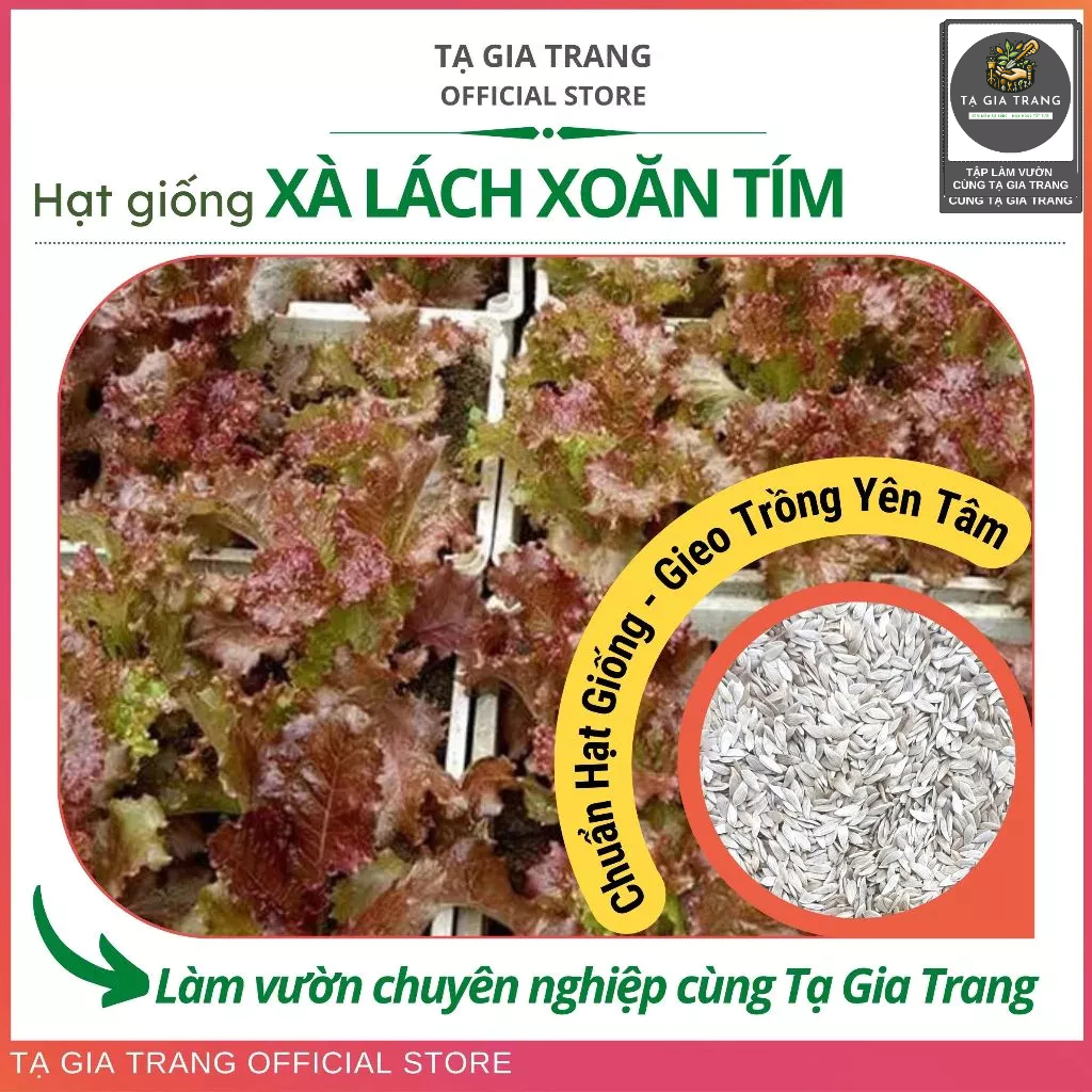Hạt giống xà lách tím (xà lách xoăn tím - xà lách Lollo Rossa)