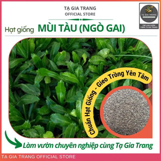 Hạt giống rau mùi tàu (ngò gai) - Shop hạt giống Tạ Gia Trang
