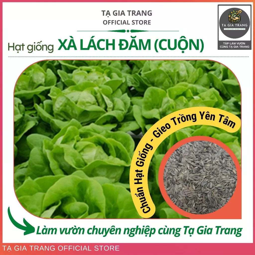 Hạt giống xà lách búp (xà lách đăm cuộn) xanh - Shop hạt giống Tạ Gia Trang