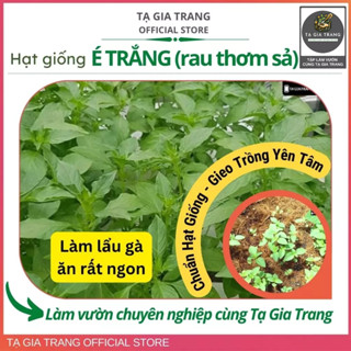 Hạt Giống Lá É Trắng (Rau Thơm Sả - Lá É Ăn Lẩu Gà) - Shop Hạt Giống Tạ Gia Trang