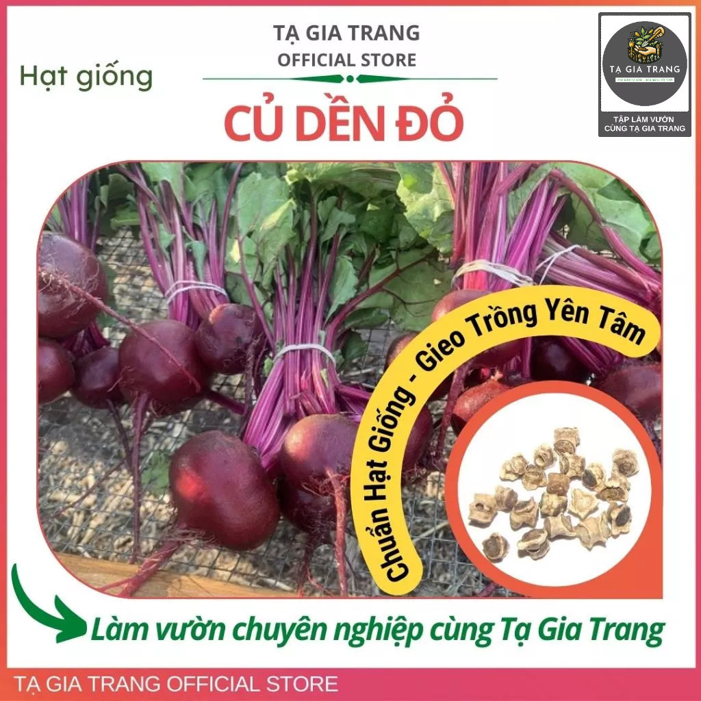 Hạt giống củ dền đỏ, củ to, dễ trồng, năng suất cao - Làm vườn cùng Tạ Gia Trang