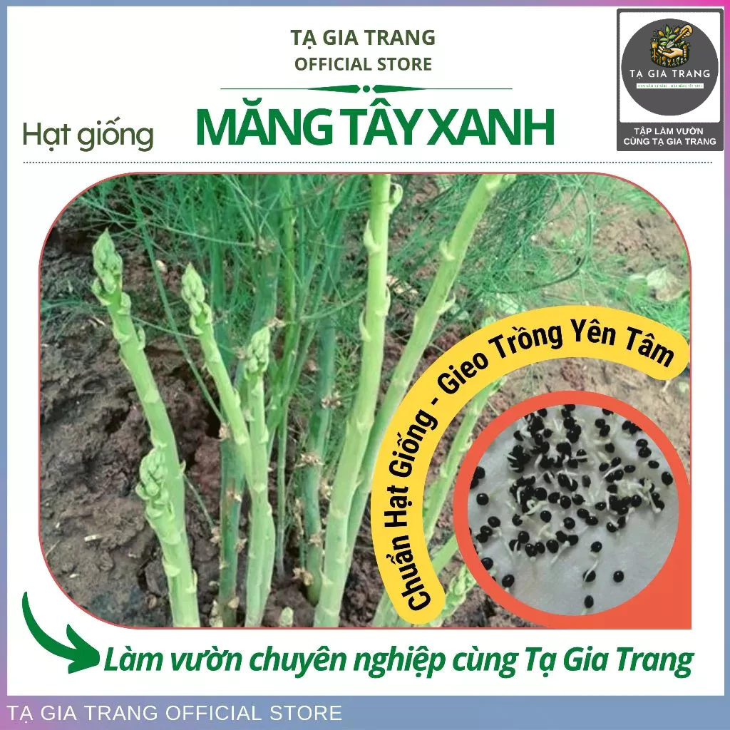 Hạt giống măng tây xanh thân mập, trồng quanh năm