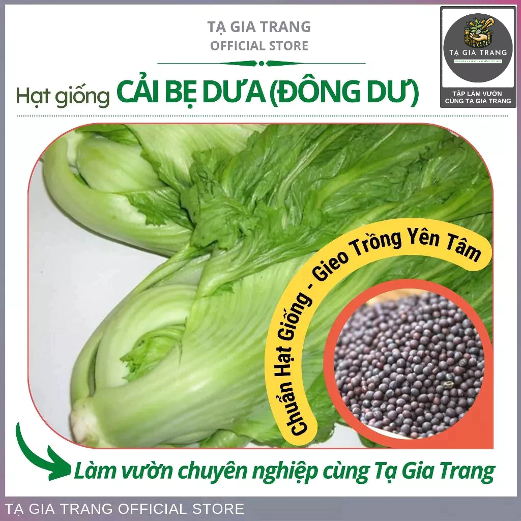 Hạt giống cải bẹ dưa (cải bẹ Đông Dư, cải bẹ muối dưa)