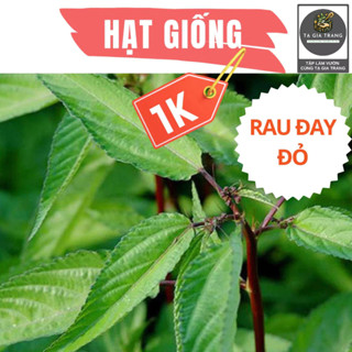 Deal 1K - 100 Hạt giống Rau đay đỏ - Tập làm vườn cùng Tạ Gia Trang
