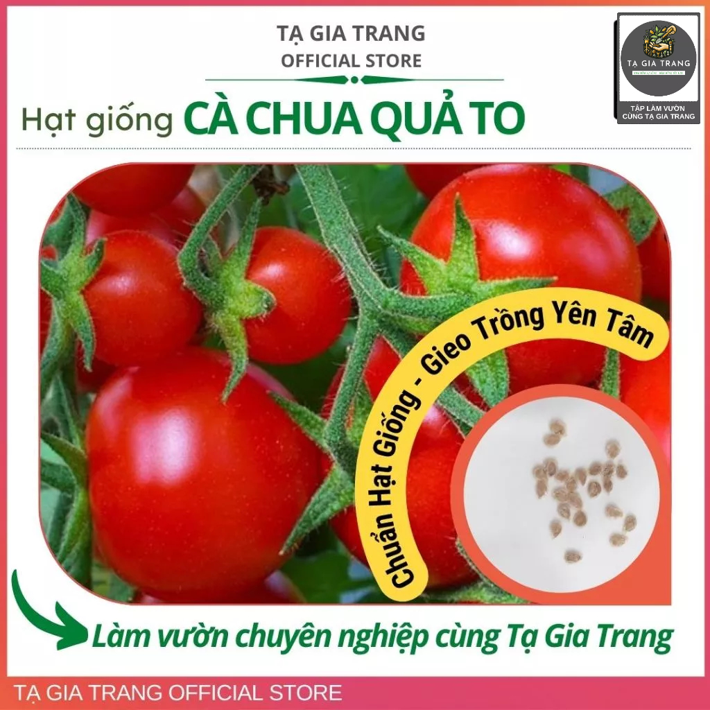 Hạt giống cà chua tròn, quả to - Shop hạt giống Tạ Gia Trang