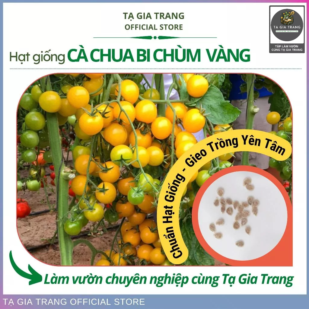 Hạt giống cà chua bi chùm vàng (Cà chua cherry vàng) - Shop hạt giống Tạ Gia Trang