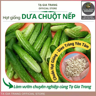 Hạt giống dưa chuột nếp - Shop hạt giống Tạ Gia Trang