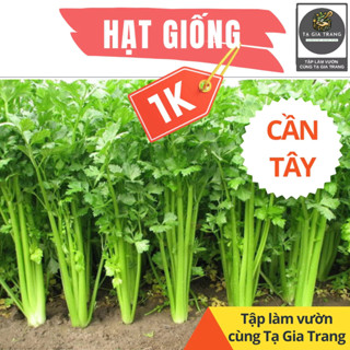 DEAL 1K - 100 hạt giống cần tây - Tập làm vườn cùng Tạ Gia Trang