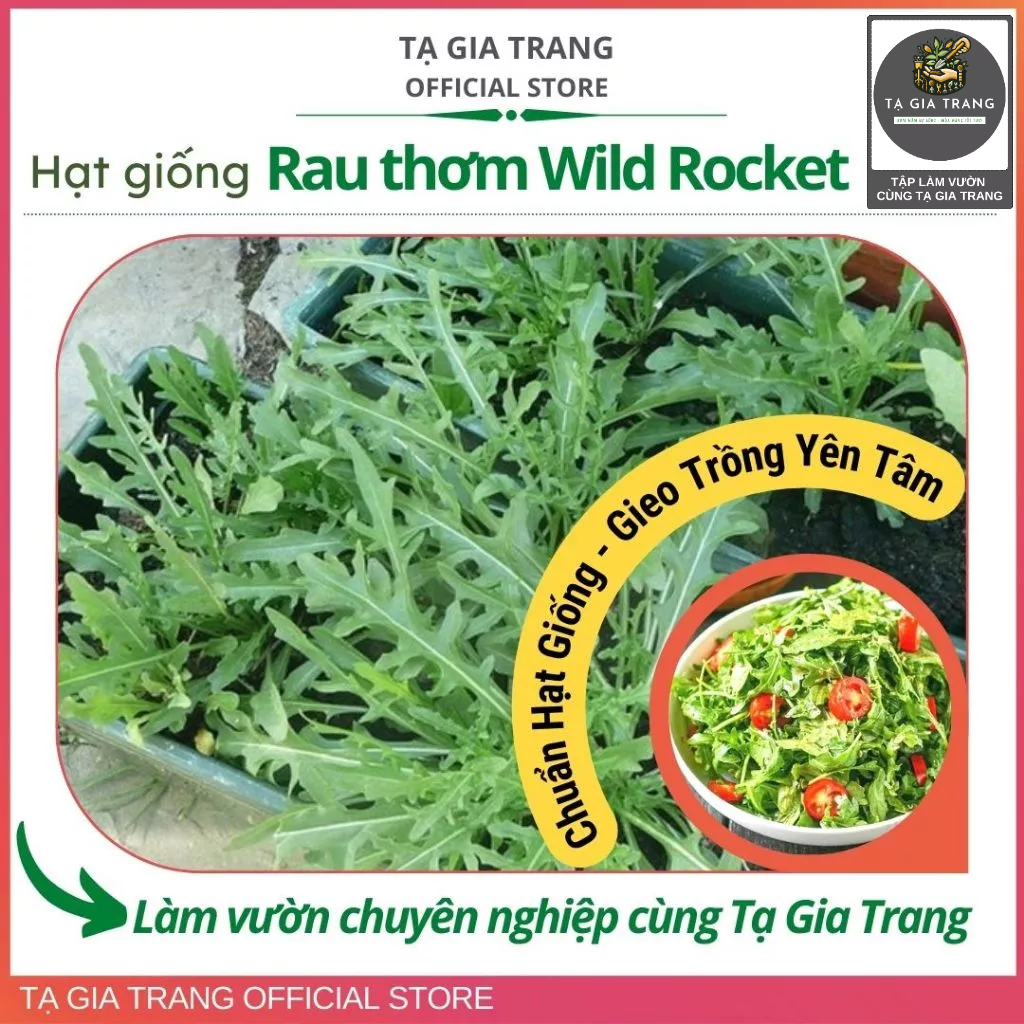 Hạt giống rau Wild Rocket Arugula, vị cay nhẹ, dễ trồng, thu hoạch nhanh