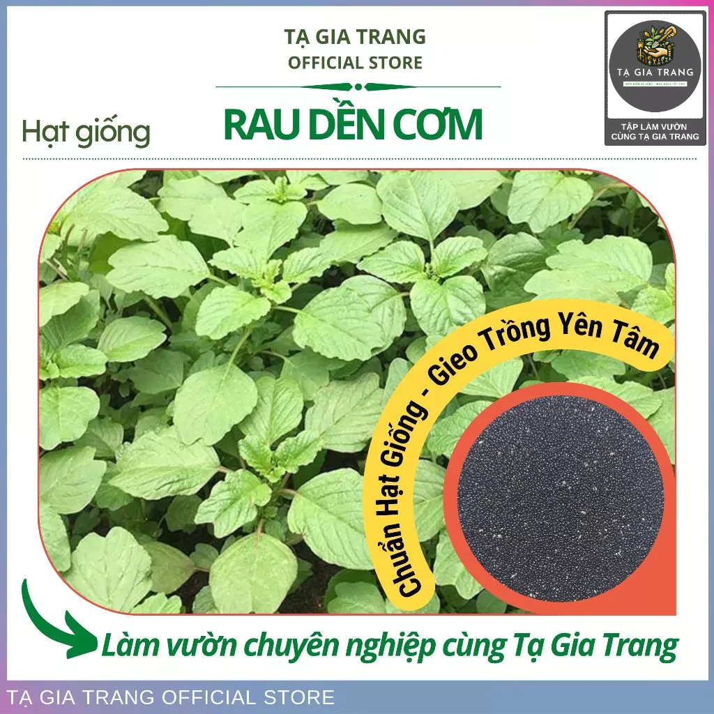 Hạt giống rau dền cơm dễ trồng, tốt cho sức khoẻ, thu hoạch nhanh