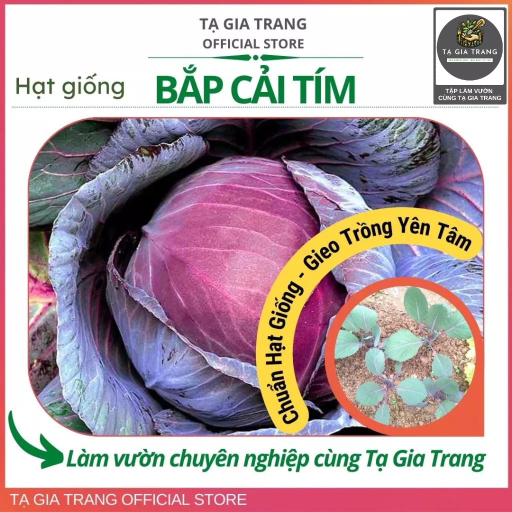 Hạt giống bắp cải tím