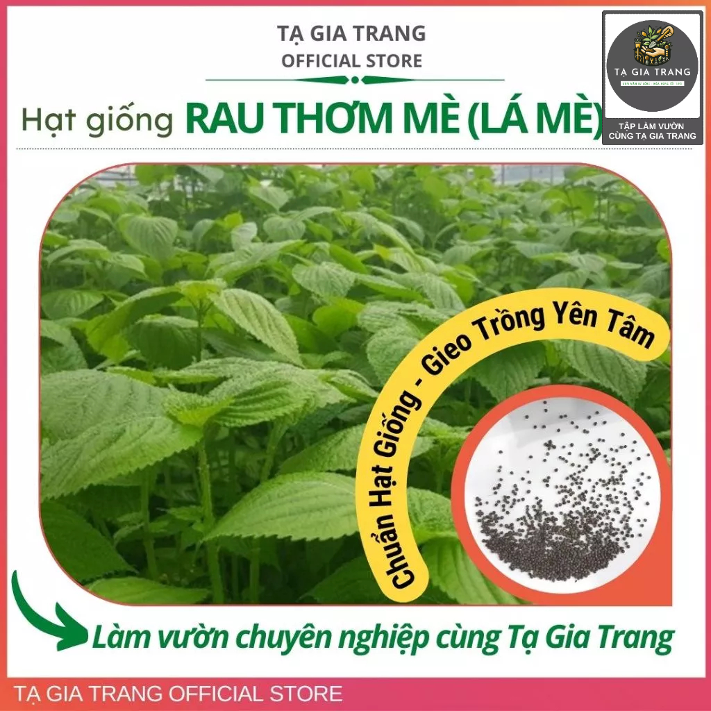 Hạt giống lá mè Hàn Quốc (lá vừng xanh - rau thơm mè Sesame)