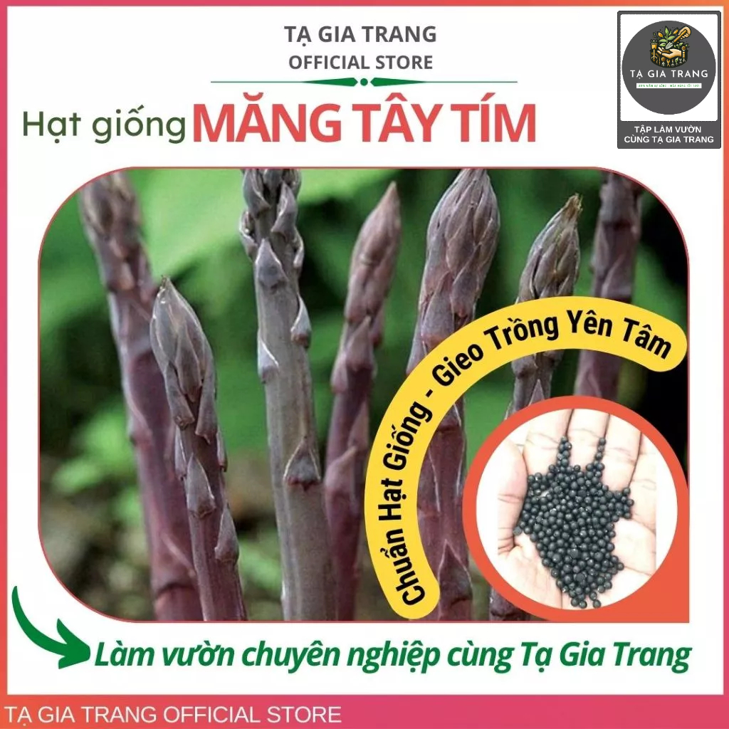Hạt giống măng tây tím - Tập làm vườn cùng Tạ Gia Trang