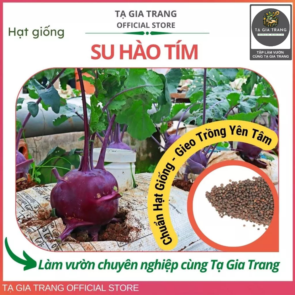 Hạt giống su hào tím màu sắc lạ mắt, củ tròn chắc, vị ngọt thanh