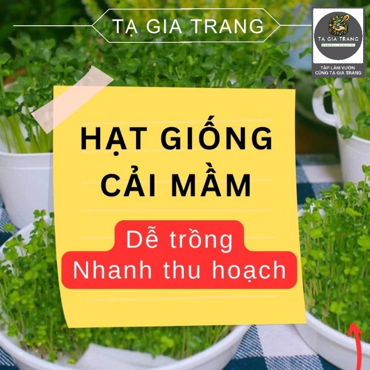 Hạt giống cải mầm các loại, nhiều dinh dưỡng, tốt cho sức khoẻ