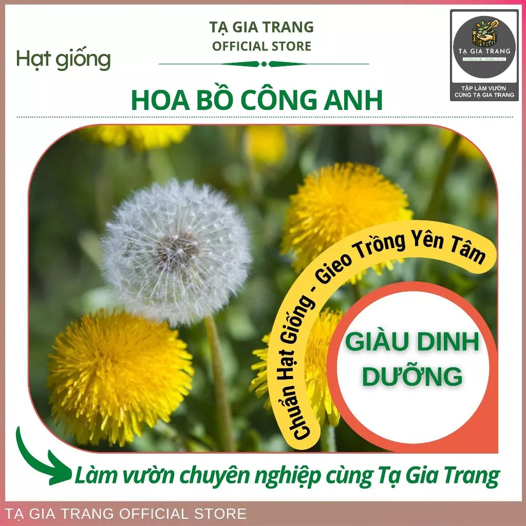 Hạt giống hoa bồ công anh, dễ trồng, hoa đẹp, phát tán tự nhiên