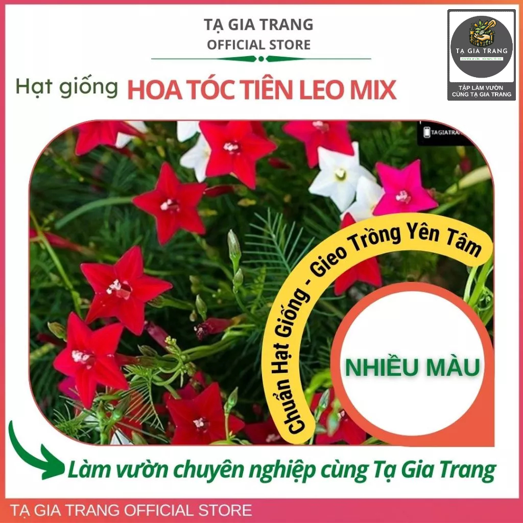Hạt giống hoa tóc tiên leo dễ trồng, hoa nở quanh năm