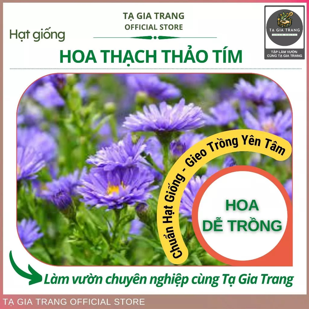 Hạt giống thạch thảo tím - Hoa tím rực rỡ, rất dễ trồng