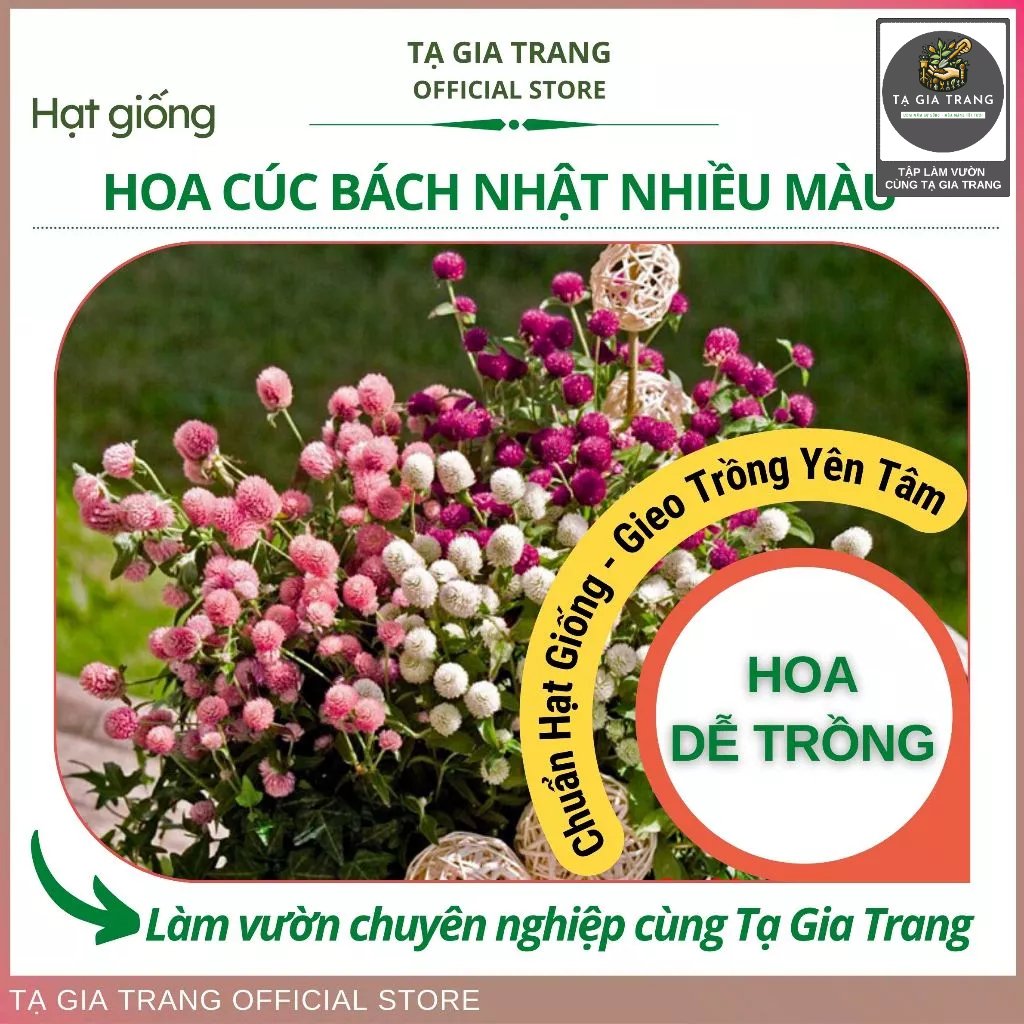 Hạt giống hoa cúc bách nhật nở đẹp, lâu tàn