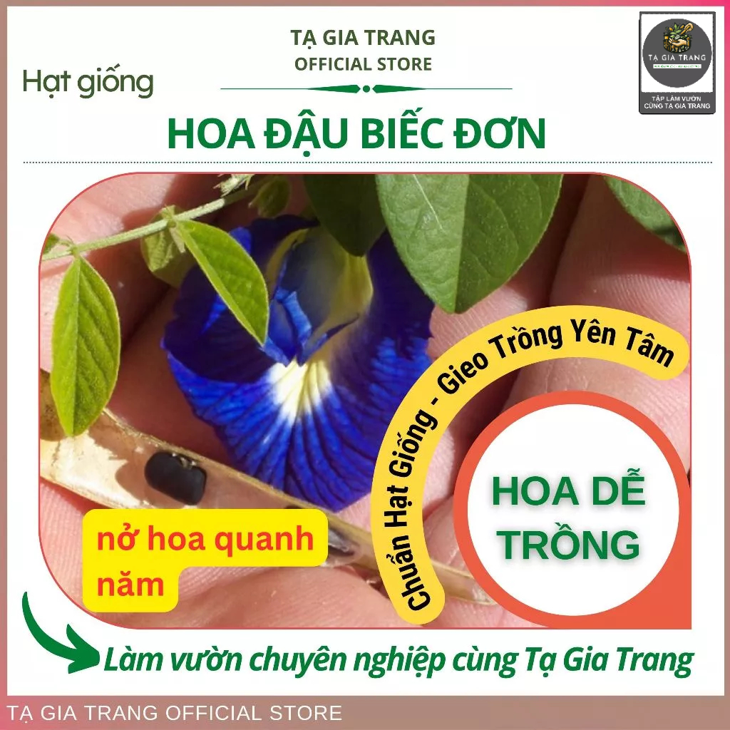 Hạt giống hoa đậu biếc đơn