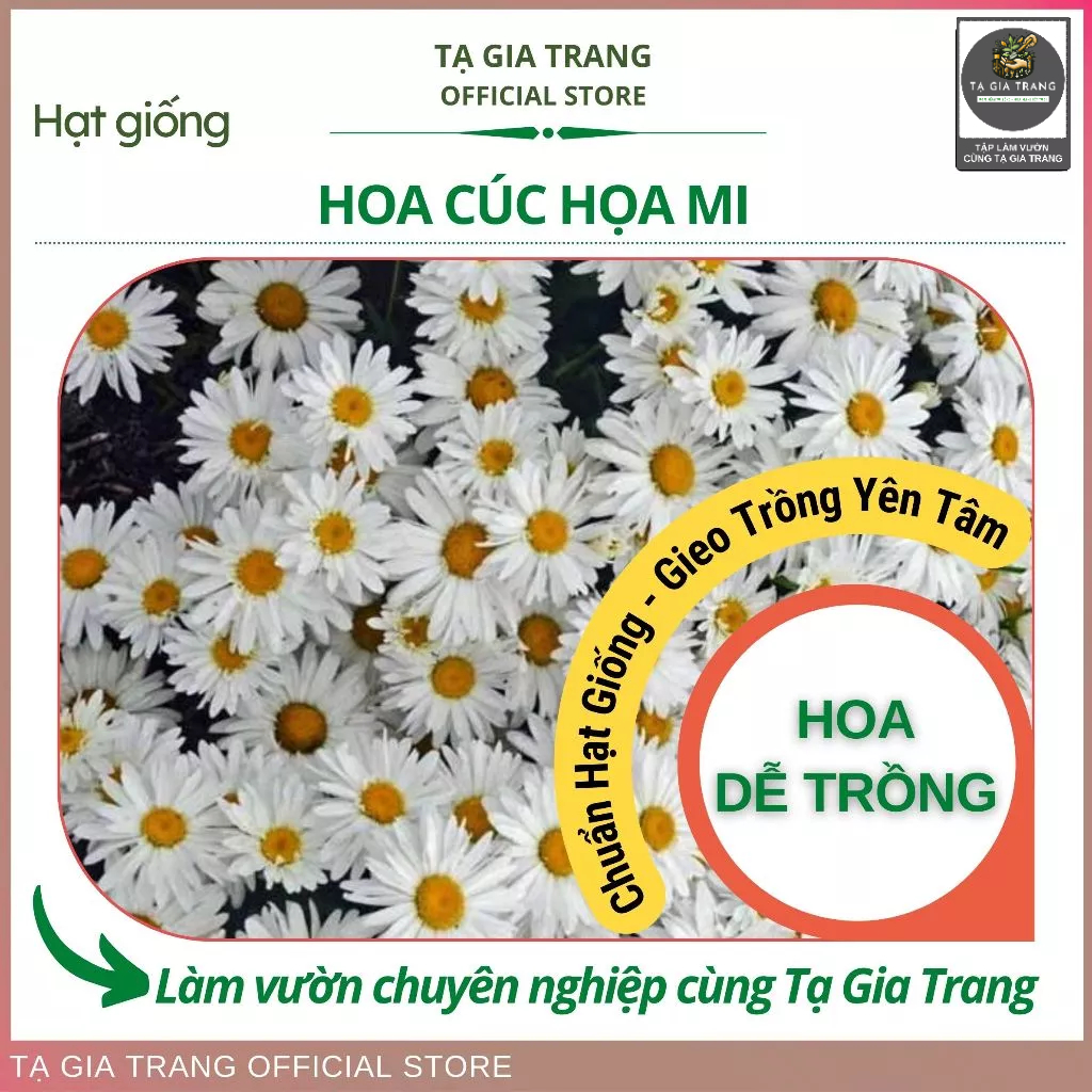 Hạt giống hoa cúc họa mi, hoa trắng nhuỵ vàng, sinh trưởng khoẻ mạnh