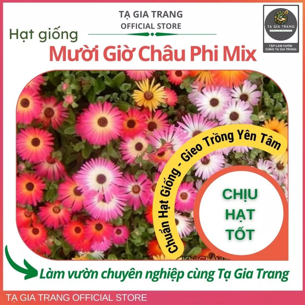 Hạt giống hoa mười giờ châu Phi mix màu