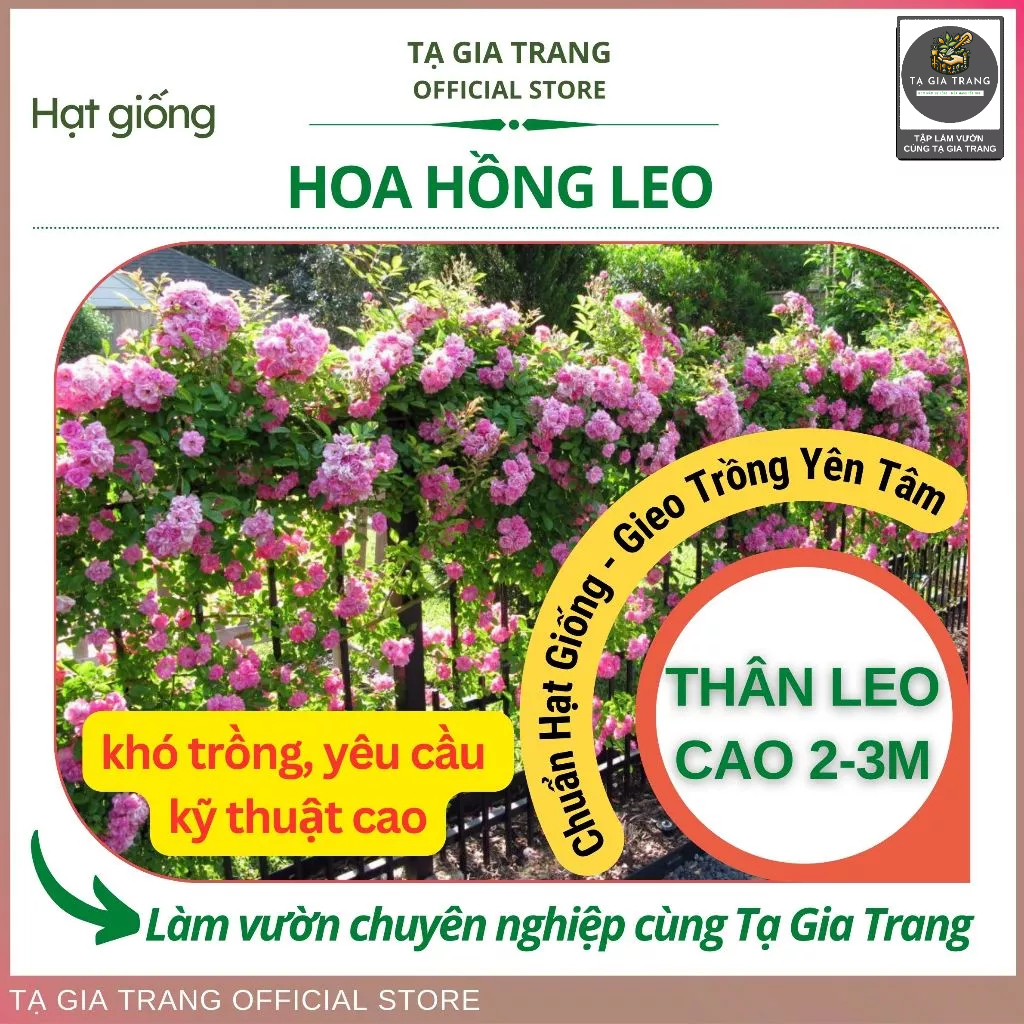 Hạt giống hoa hồng leo đẹp mắt, dễ trồng, lý tưởng cho giàn hoa