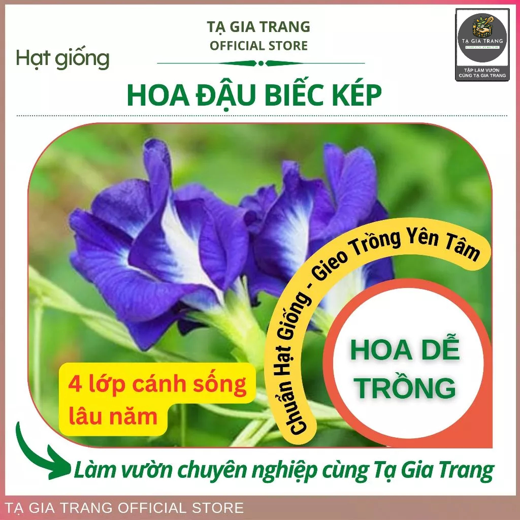 Hạt giống hoa đậu biếc kép màu sắc rực rỡ, dễ trồng