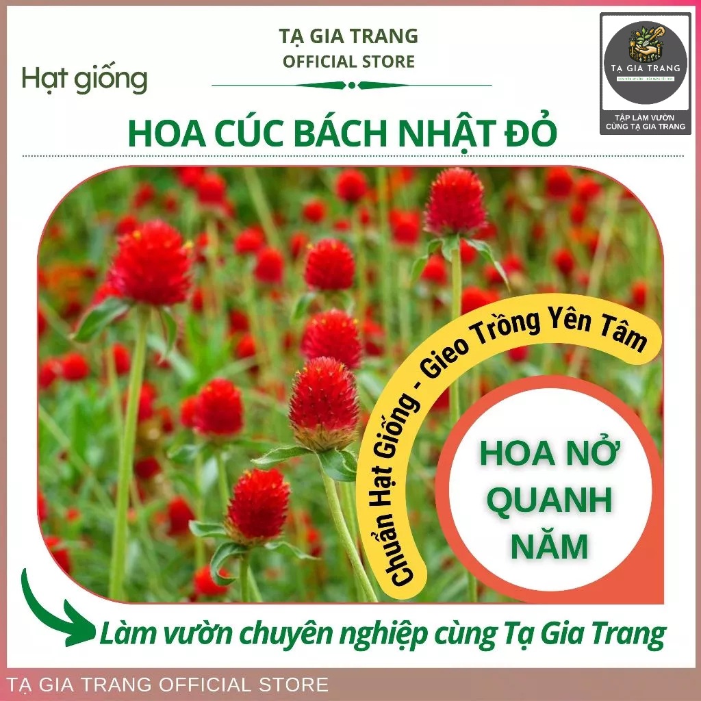 Hạt giống cúc Bách Nhật đỏ dễ trồng, lâu tàn - Shop hạt giống Tạ Gia Trang
